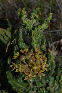 Image of milkweed