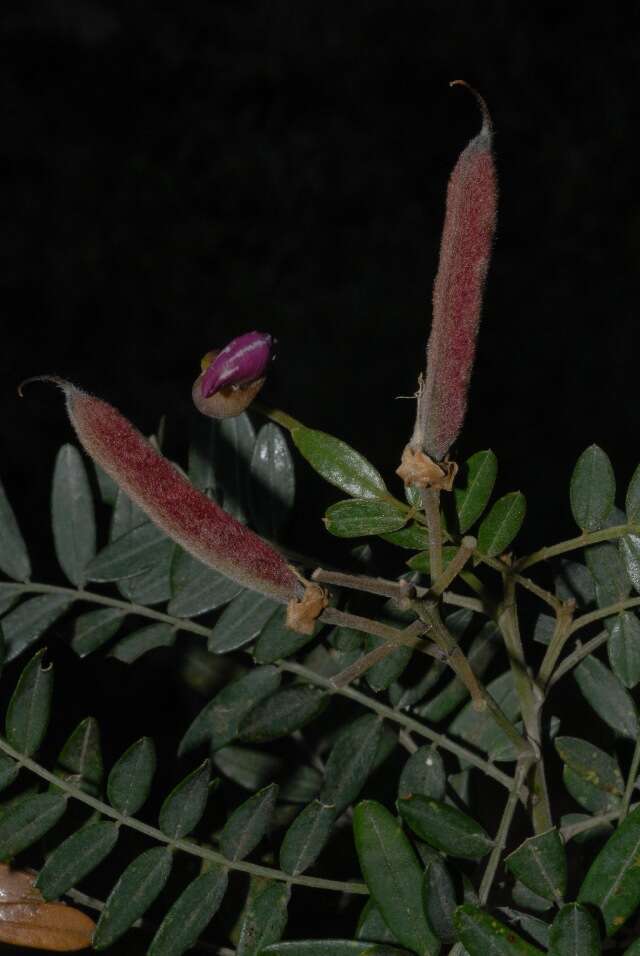 Image of Virgilia divaricata Adamson