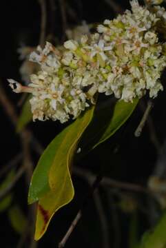 Olinia ventosa (L.) Cufod.的圖片