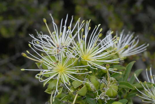 Image of Bush Maerua