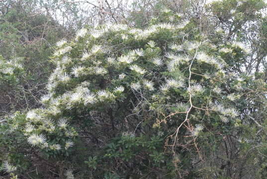 Image of Bush Maerua