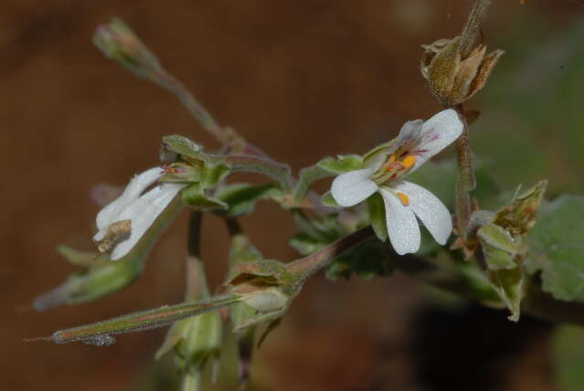 Imagem de Pelargonium