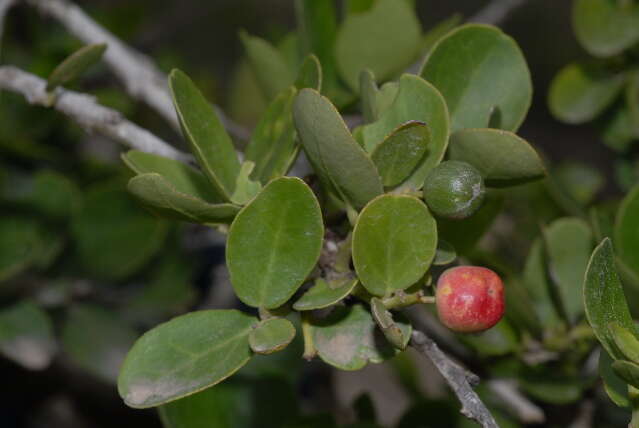 Image of Spindle tree order