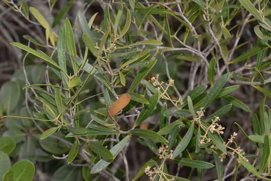 Image de Olea europaea subsp. europaea