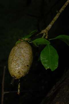 Image of Thunberg's gardenia