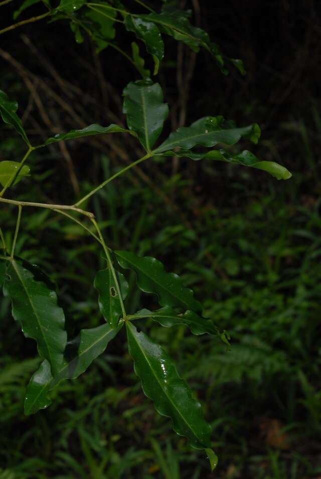 Image of White Ironwood