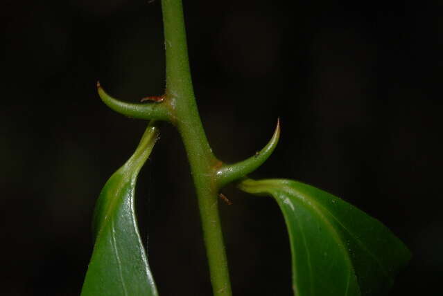 Image of Cat Thorn