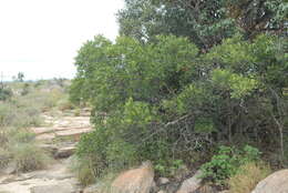 Image of Ekebergia pterophylla (C. DC.) Hofmeyr