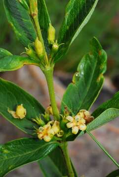 Image of Fadogia tetraquetra K. Schum. & K. Krause