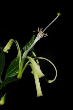 Image of Honeysuckle tree