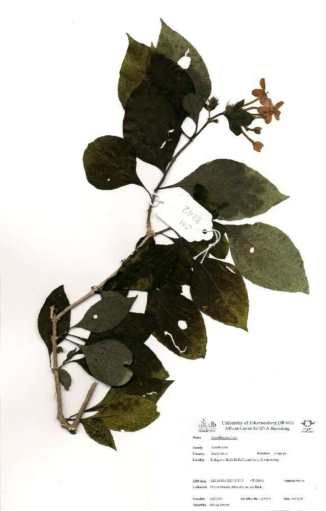 Pseuderanthemum resmi