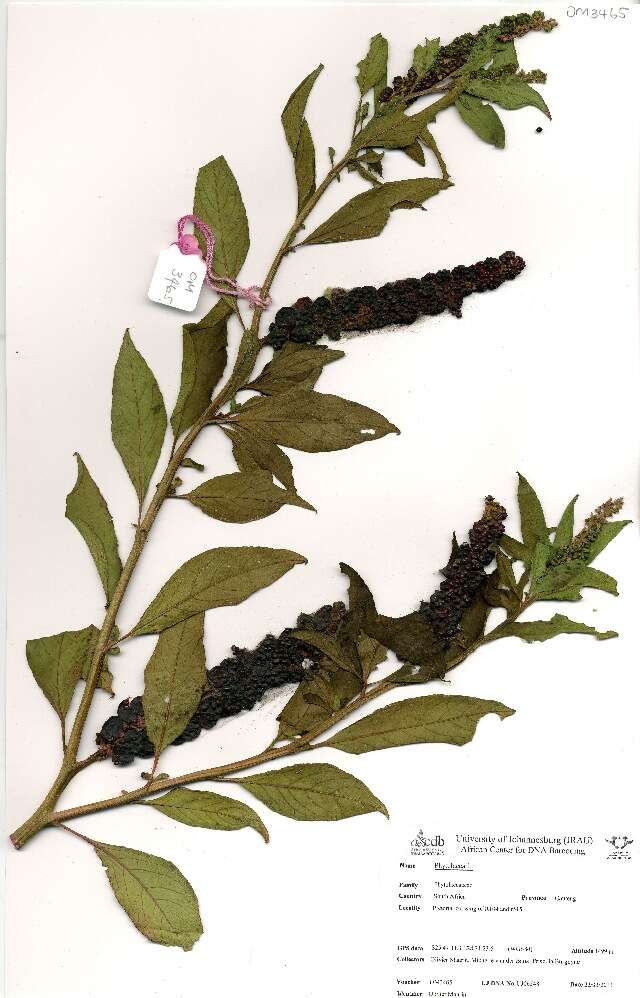 Image of pokeweed