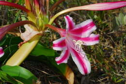 Image of Crinum stuhlmannii Baker