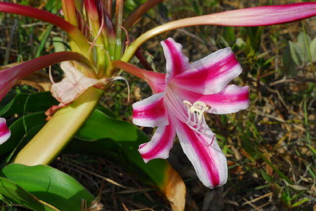 Image of Crinum stuhlmannii Baker