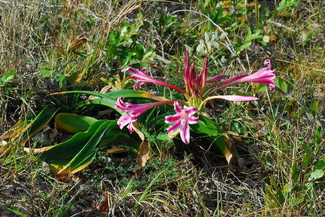 Image of Crinum stuhlmannii Baker