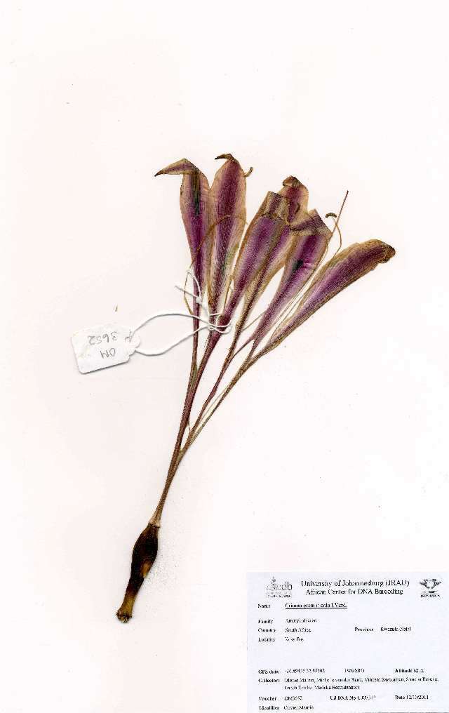 Image of Crinum stuhlmannii Baker