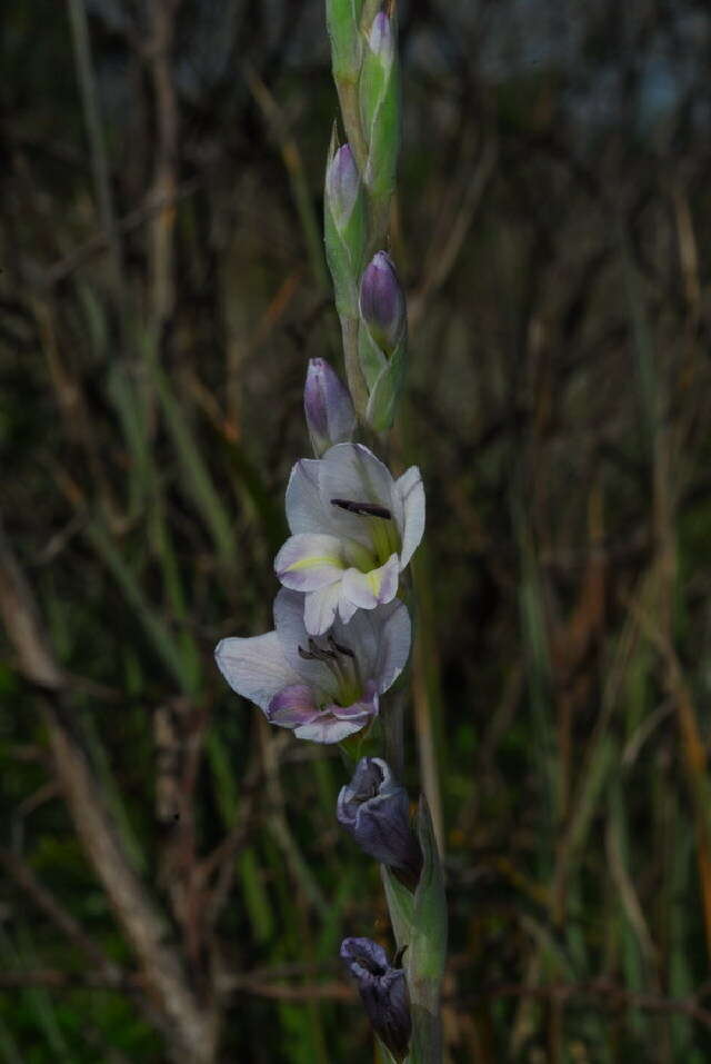 Imagem de Gladiolus