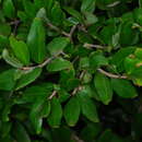Image of Hard pear