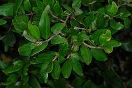 Image of Myrtle Order