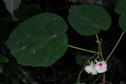 Image of Dombeya