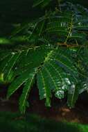 Image of albizia