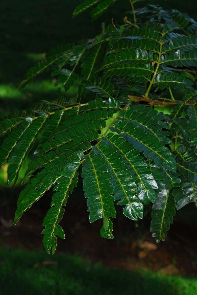 Image of albizia