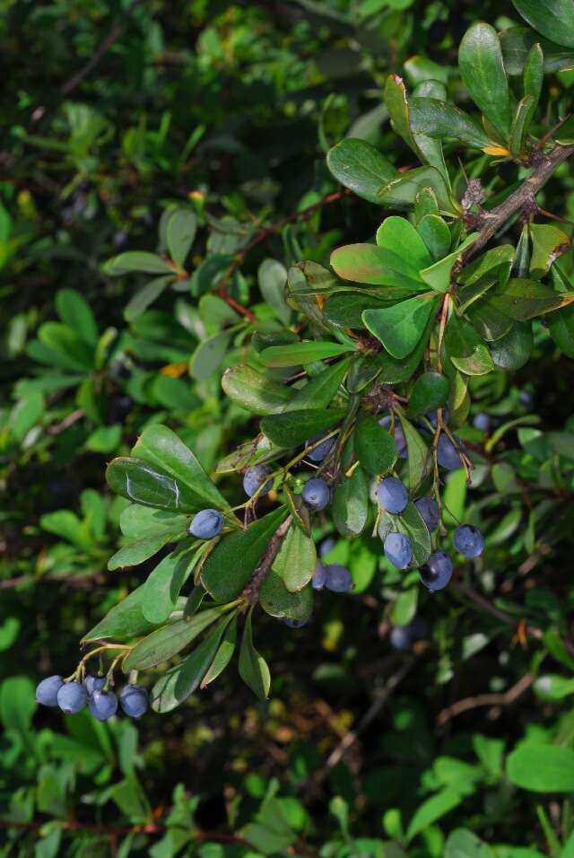 Image of Barberry