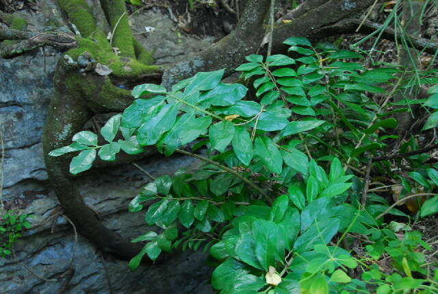 Imagem de Zamioculcas