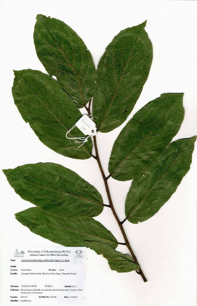 Image of bark cloth tree