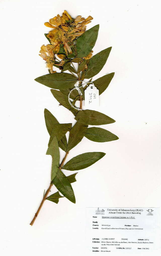 Image of St John's-wort