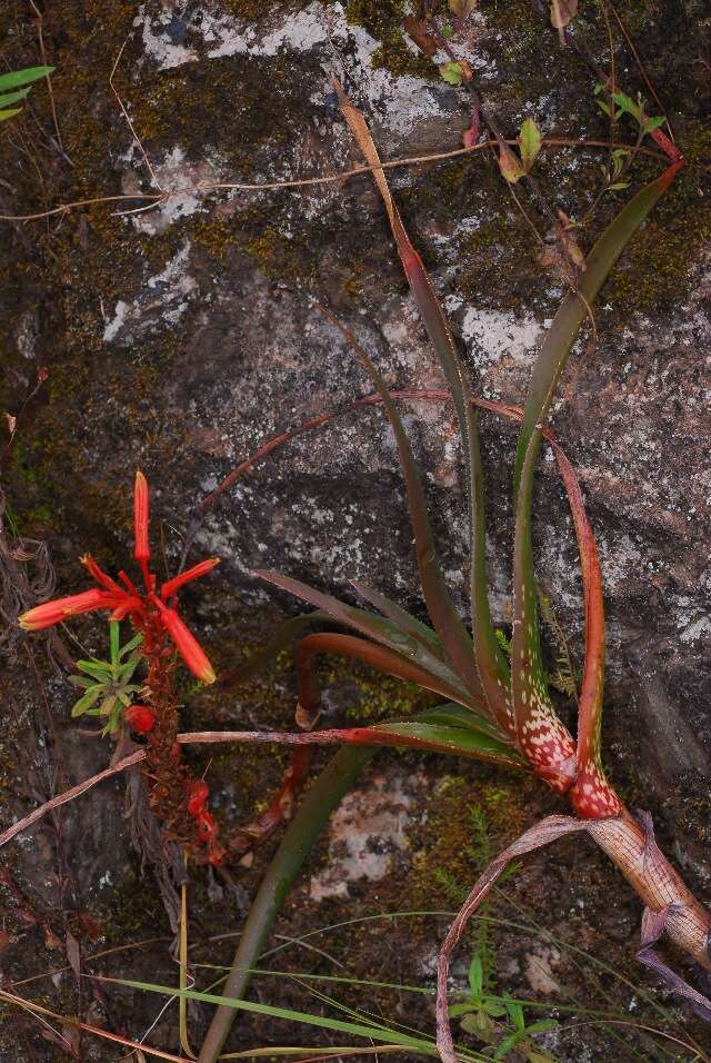 Image de Aloe musapana Reynolds