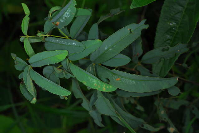 Image of sand pea