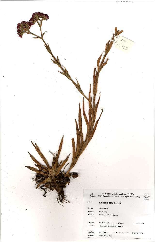 Image of pygmyweed