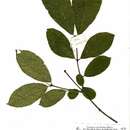 Image de Combretum albopunctatum Suesseng.