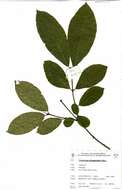 Combretum albopunctatum Suesseng.的圖片