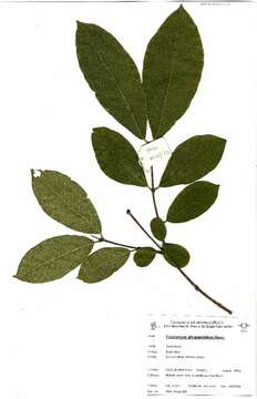 Combretum albopunctatum Suesseng. resmi