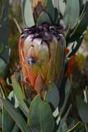 Image of protea