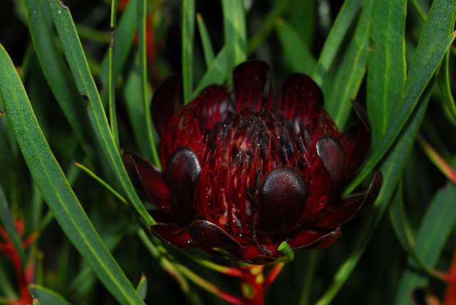 Image of protea