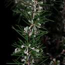Image of <i>Hakea gibosa</i>