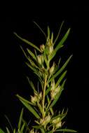 Imagem de Leucadendron salicifolium (Salisb.) I. Williams