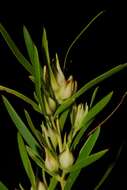 Imagem de Leucadendron salicifolium (Salisb.) I. Williams