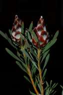 Imagem de Leucadendron rubrum Burm. fil.