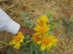 Image of Golden Crownbeard