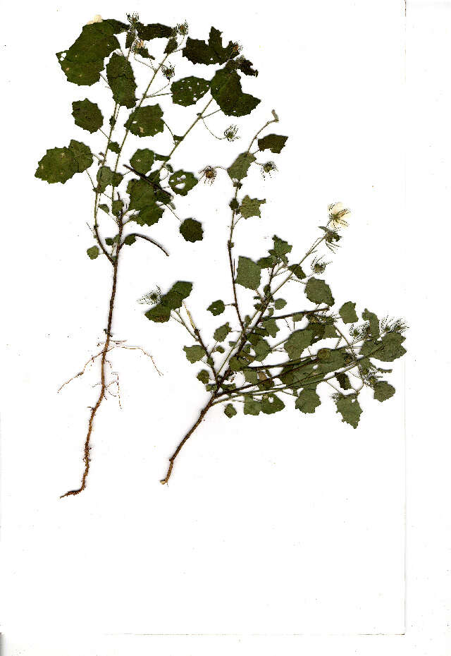 Image of swampmallow