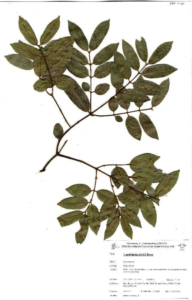 Image of Rubber vine