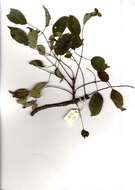 Image of sclerocarya