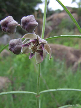 Image of milkweed