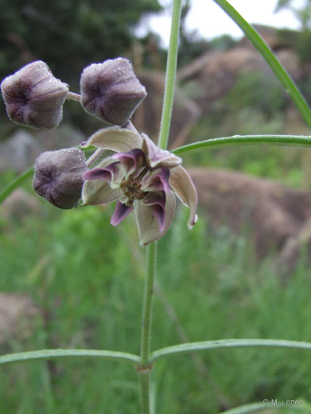 Image of milkweed