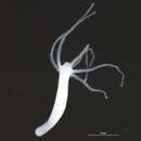 Image of Hydra canadensis Rowan 1930