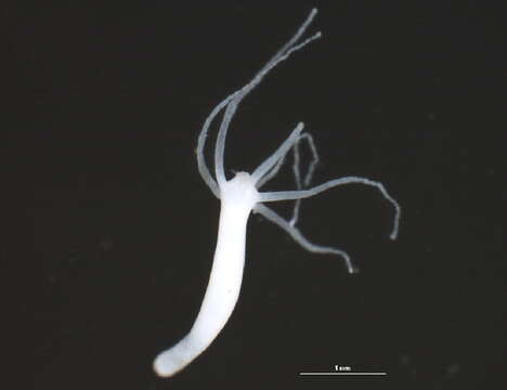 Image of Hydra canadensis Rowan 1930